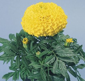 бархатцы прямостоячие  Tagetes erecta